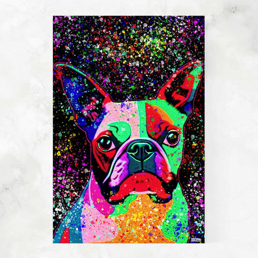 THE BOSTON TERRIER